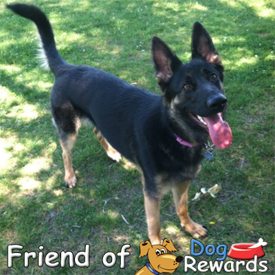 Samantha - Friend of DogRewards.com