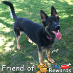 Samantha - Featured Friend of DogRewards.com